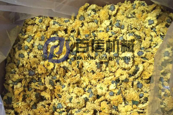 皇菊烘干现场-2